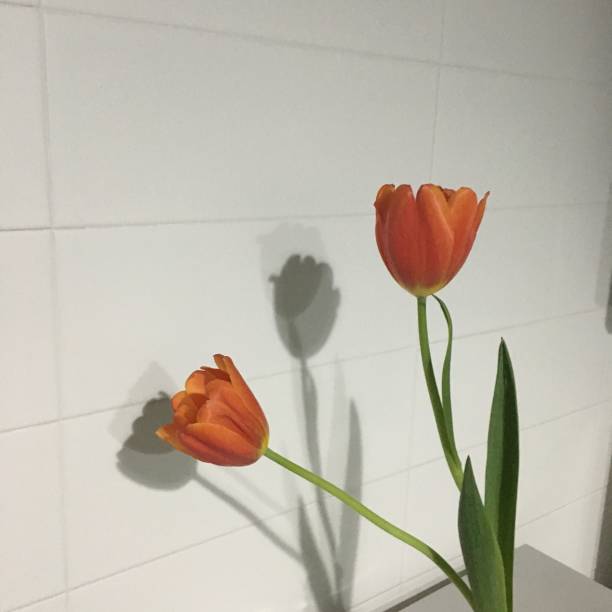 istock Tulips in vases 1022081854