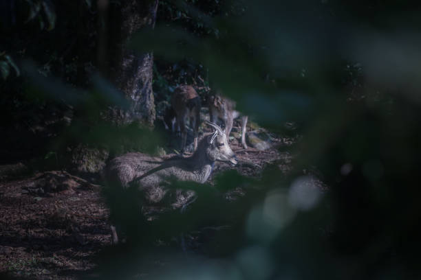 istock Nilgiri tahr or goat between the leaf's at night 1022085654