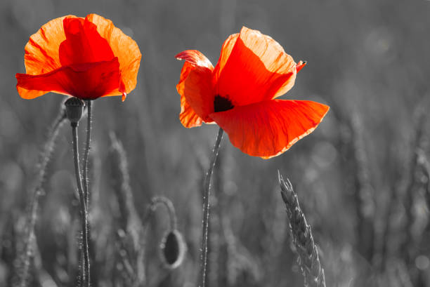 istock panorama with red poppies,selective color, only red and black 1022090912
