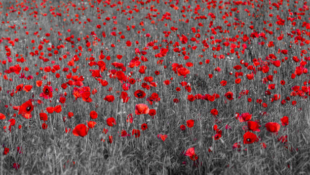 istock panorama with red poppies,selective color, only red and black 1022090972