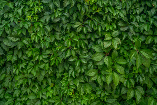 Live hedge from Maiden (Girlish) grapes. Natural green wall texture. Parthenocissus inserta