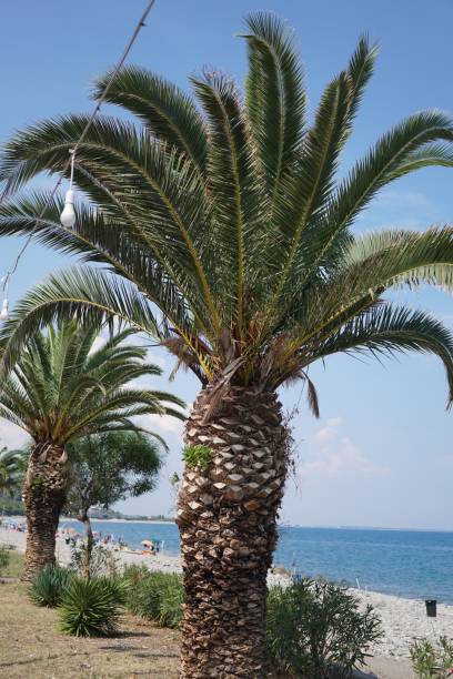 istock Sea promenade with palm trees 1022092222