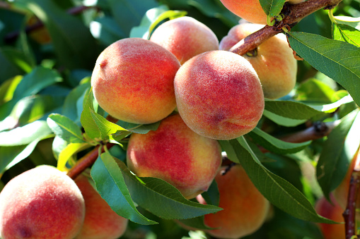 picking fresh peaches