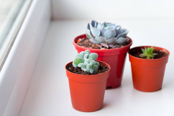 istock Small succulent plants in pots in home interior 1022096852