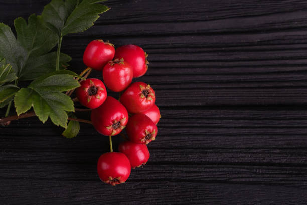 baies rouge whitethorn sur une branche avec des feuilles vertes - uncultivated autumn berry fruit branch photos et images de collection