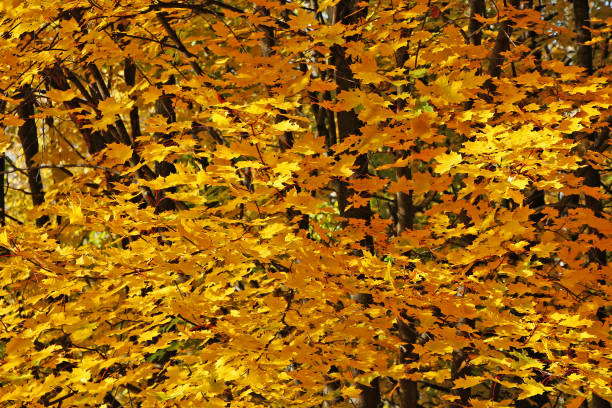 Photo of Beautiful autumn golden forest
