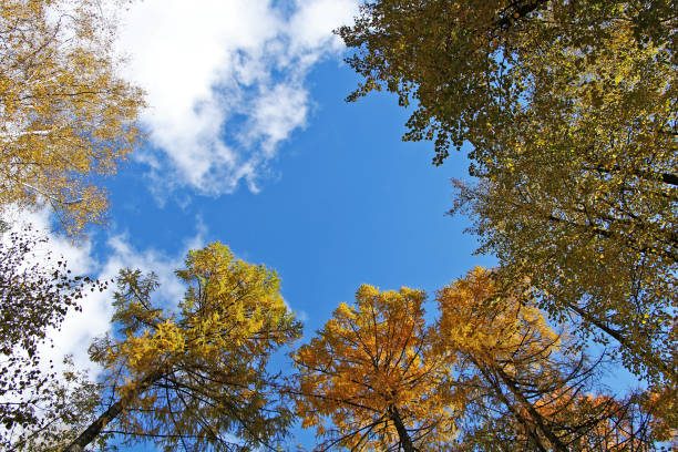 Photo of Beautiful autumn golden forest. Bottom-up view