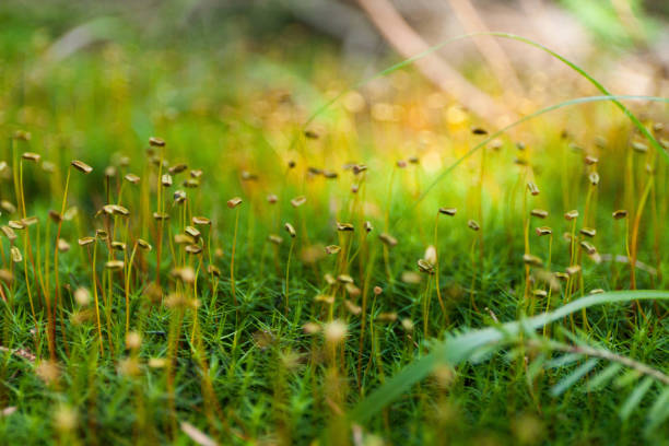 istock Autumn grass background, beautiful abstract color design 1022105402