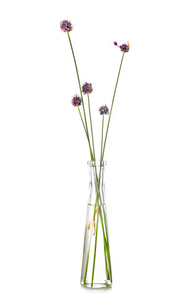 istock Allium ursinum in test tube 1022108508
