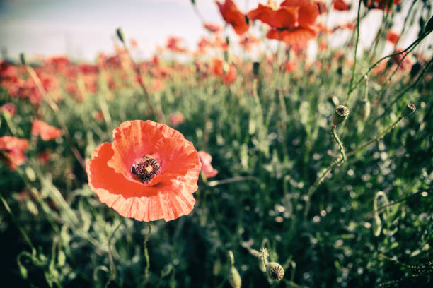 мак цветы ретро старинные летний фон - poppy retro revival old fashioned macro стоковые фото и изображения