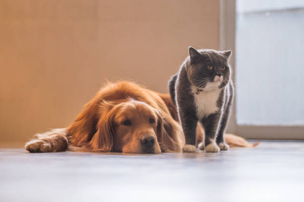 istock British short hair cat and golden retriever 1022109070