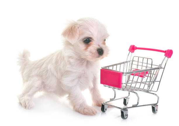 istock puppy maltese dog 1022109280