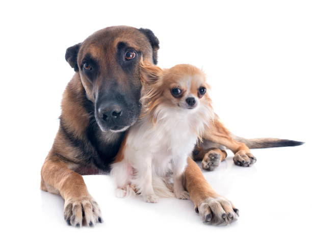 istock little chihuahua and malinois 1022109288