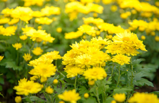 istock Yellow flower Nature background. 1022118812