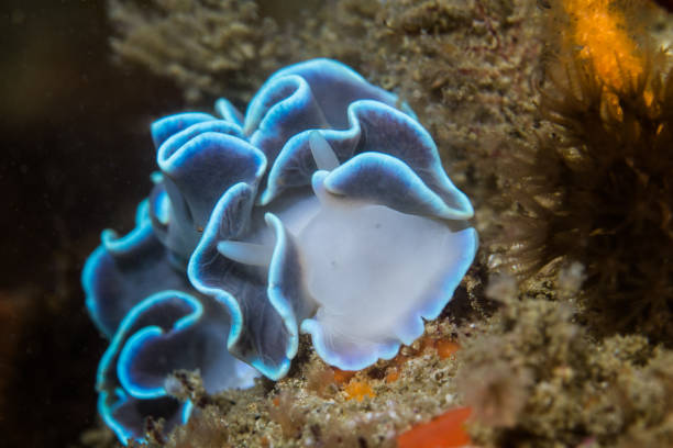 istock Frilled Nudibranch (Leminda millecra) seaslug underwater 1022118876