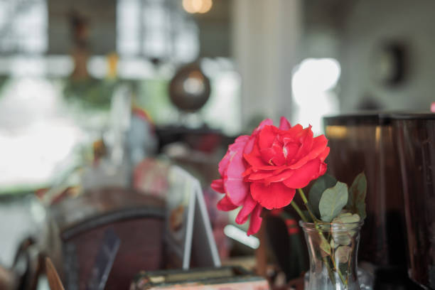 Red rose in vase