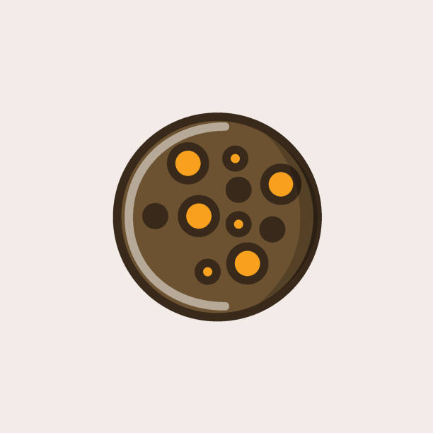 illustrazioni stock, clip art, cartoni animati e icone di tendenza di biscotto choco con arancia e cioccolato - quick cookies