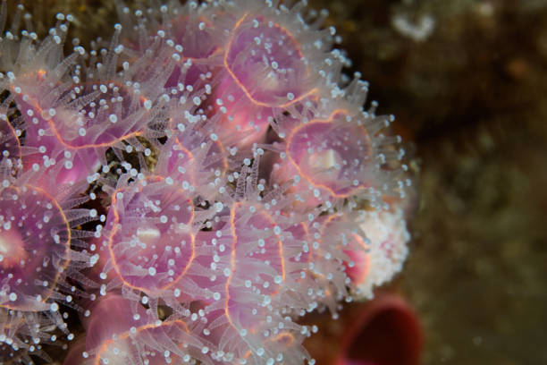 istock Strawberry Anemones 1022122138
