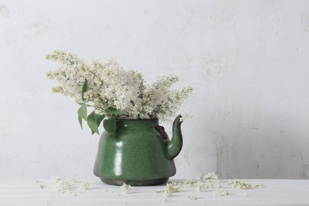 istock white lilac in old teapot on white background 1022122396