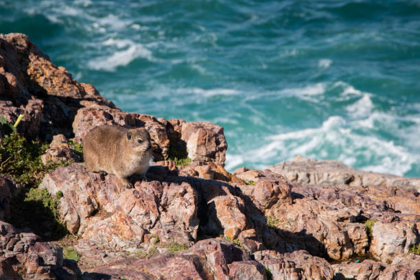 Rock hyrax standing on the rocks Rock hyrax (Procavia capensis) standing on the rocks with the ocean in the background, wide angle. hyrax stock pictures, royalty-free photos & images