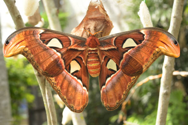 istock Close up of beautiful butterfly 1022130862