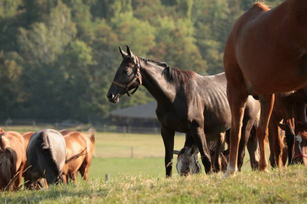 istock Horses in the pasture 1022138230