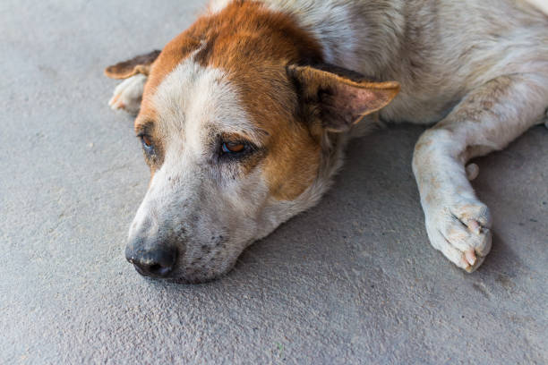istock Homeless stray dog resting on cement floor 1022144668