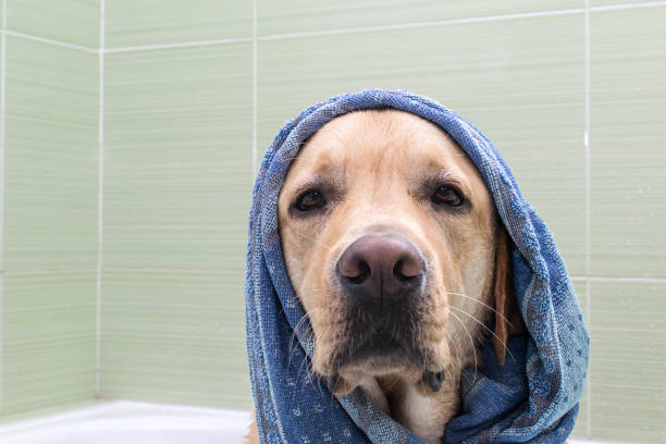 istock Dog drying hair 1022145174