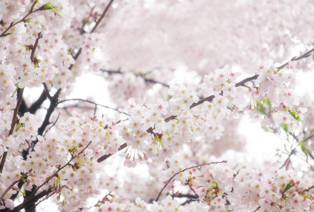 istock Sakura or cherry blossom spring flower full bloom in season. 1022148350