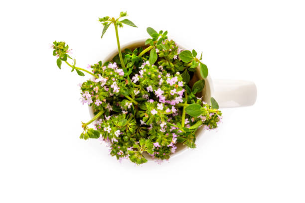 istock Breckland thyme in cup from above. 1022153544