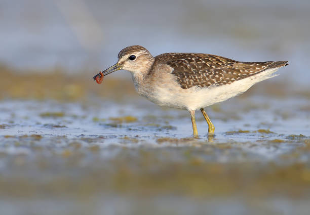 istock A wood sandpiper close up portrait 1022154292