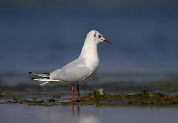 la gaviota reidora (chroicocephalus ridibundus) - common black headed gull fotografías e imágenes de stock