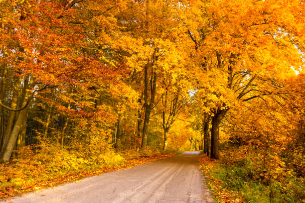 istock Colorful autumn road. 1022154356