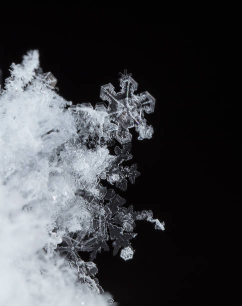 natural snowflakes on snow