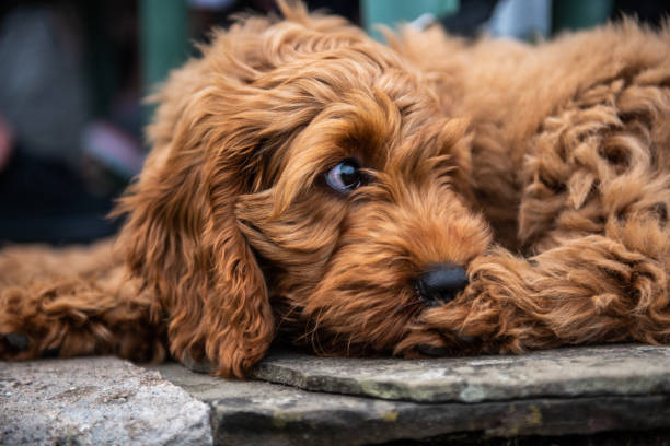 chiots cockapoo rouge couché - fruit stone photos et images de collection