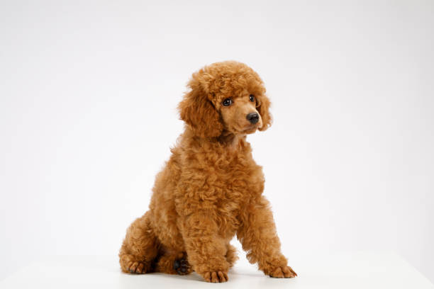 istock Cute brown miniature poodle puppy 1022159058