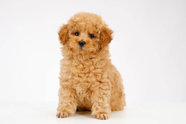 istock Cute brown miniature poodle puppy 1022159064
