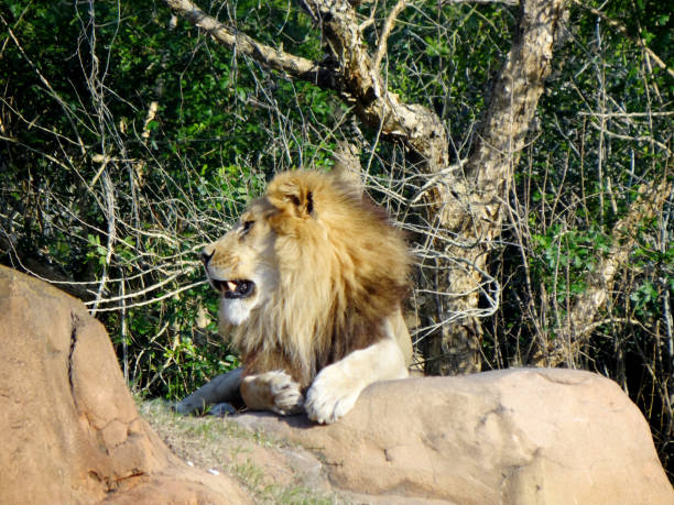 istock lion resting on the rock 1022159296