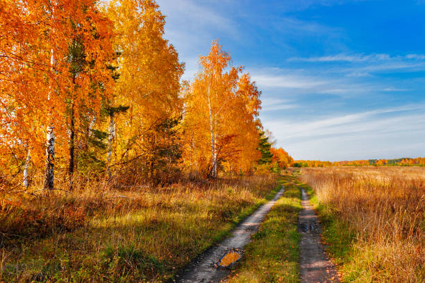 istock road in the autumn forest and field 1022160496