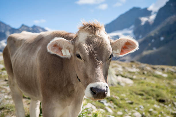 istock cow, european alps, glacier, mountain, mountain peak 1022162706