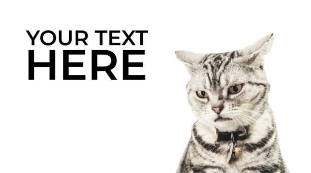 istock American cat looking angry isolated on white background, and copy space for text 1022162806