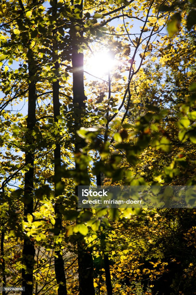 Rayos De Sol Entre Los Árboles De La Selva Negra Alemania Fondos De Pantalla  Foto de stock y más banco de imágenes de Aire libre - iStock