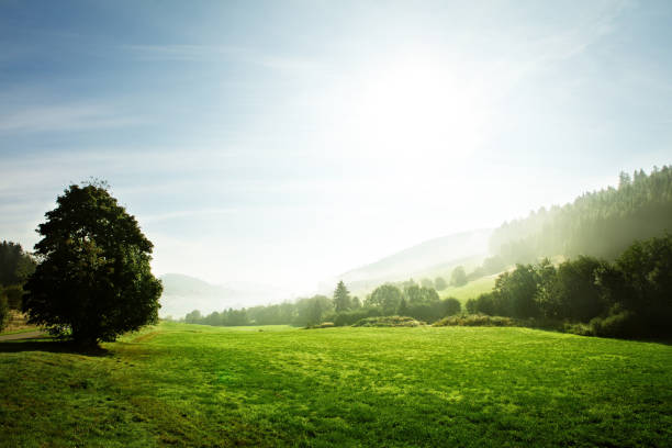 czarny las krajobraz o świcie, niemcy, copyspace - landscape fir tree nature sunrise zdjęcia i obrazy z banku zdjęć