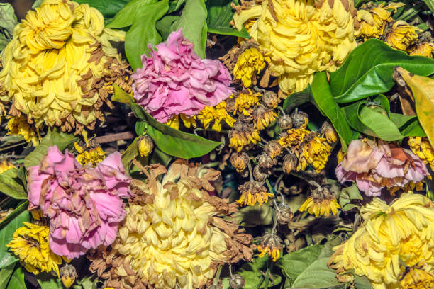 закройте группу желтых и розовых сухих цветов и листьев в винтажном тоне. - rose pattern yellow dried plant стоковые фото и изображения