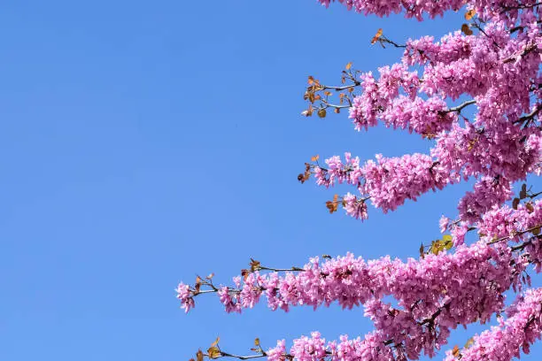 Tree branches with pink flowers with the blue clear sky in the background