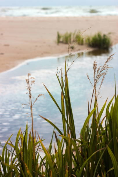 istock Grass near sea river 1022164038