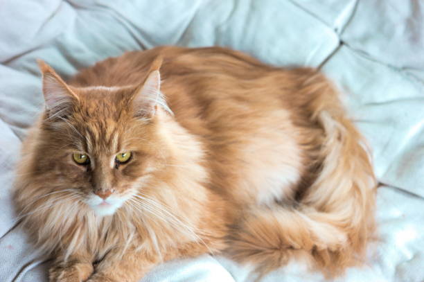 istock Long hair domestic cat chilling on couch 1022164046