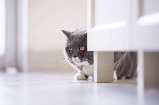 istock British short hair cat, shot indoors 1022164078