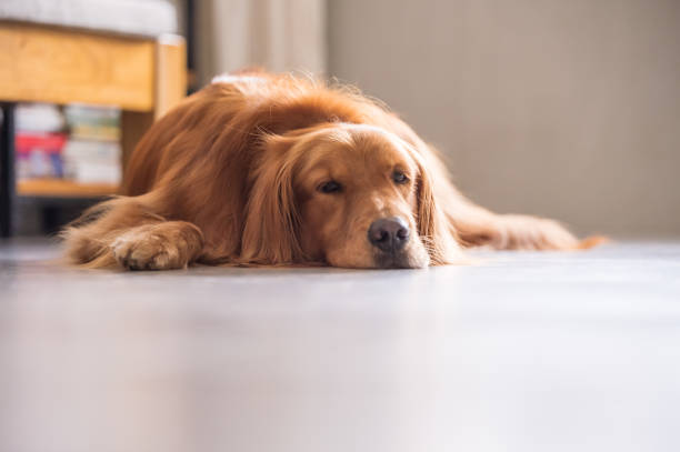 istock Golden retriever lying on the ground 1022164204
