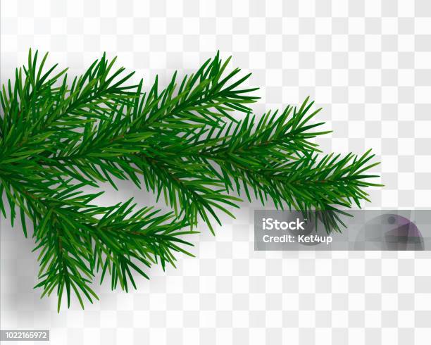 크리스마스 트리 분기입니다 전나무 분기 격리 합니다 벡터 일러스트 레이 션 나뭇가지에 대한 스톡 벡터 아트 및 기타 이미지 - 나뭇가지, 크리스마스 트리, 소나무-침엽수